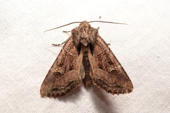 Trigonophora jodea