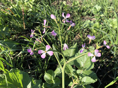 Raphanus sativus longipinnatus