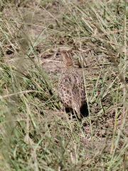 Turnix sylvaticus