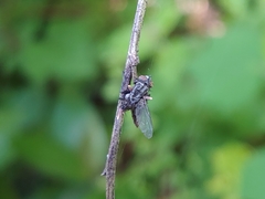 Ophiocordyceps dipterigena