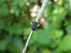 Ophiocordyceps dipterigena