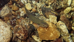 Oreonectes platycephalus