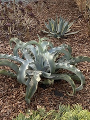 Agave pablocarrilloi