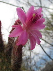 Borzicactus icosagonus roseiflorus