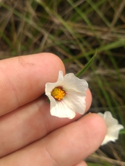 Sida linifolia
