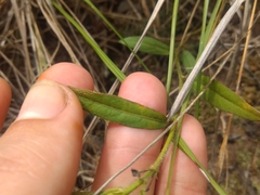 Sida linifolia