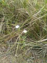 Sida linifolia