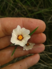 Sida linifolia