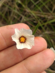 Sida linifolia