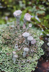 Cladonia pocillum