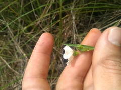 Sida linifolia