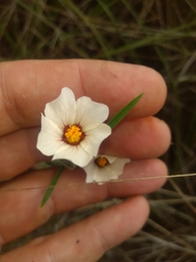 Sida linifolia