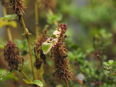 Pseudocreobotra wahlbergi