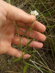 Sida linifolia