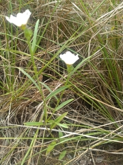 Sida linifolia
