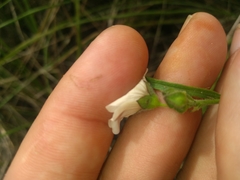 Sida linifolia