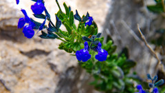 Salvia lycioides
