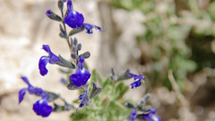 Salvia lycioides