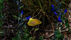 Salvia lycioides