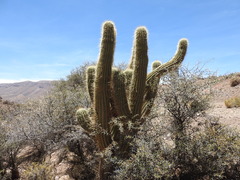 Trichocereus werdermannianus