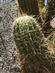 Trichocereus werdermannianus