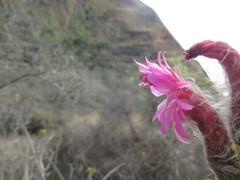 Borzicactus icosagonus roseiflorus