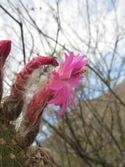 Borzicactus icosagonus roseiflorus