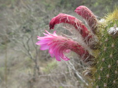 Borzicactus icosagonus roseiflorus