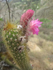Borzicactus icosagonus roseiflorus