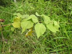 Wissadula amplissima