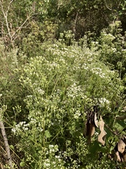Ageratina jucunda