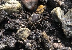 Erginulus subserialis