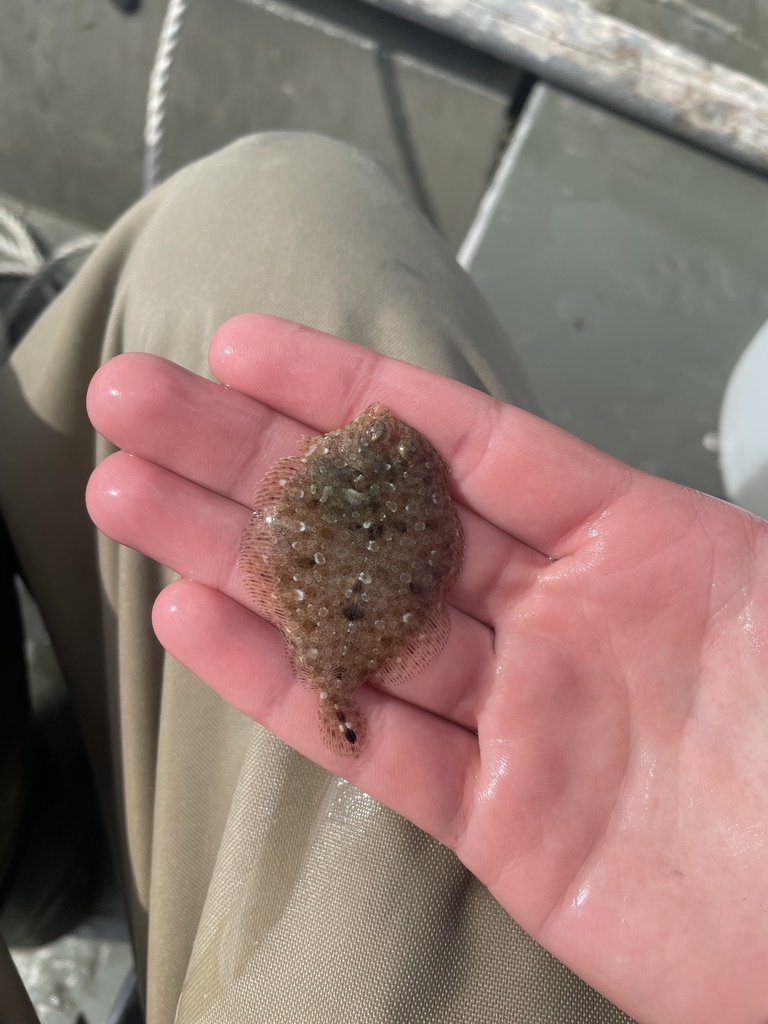 Spottail flounder (Bothus robinsi) — Bothidae