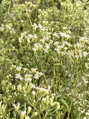 Ageratina jucunda