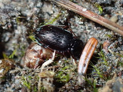 Nebriinae