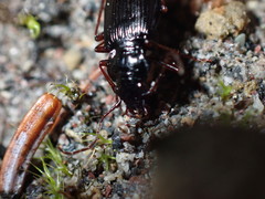 Nebriinae