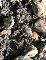 Erginulus subserialis