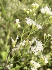 Ageratina jucunda