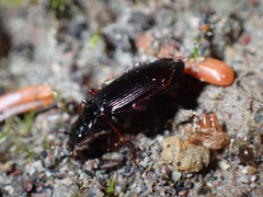 Nebriinae