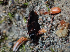 Nebriinae