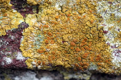 Variospora flavescens