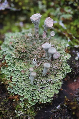 Cladonia pocillum