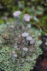 Cladonia pocillum