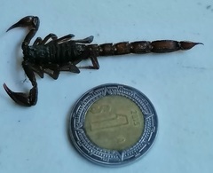 Thorellius cristimanus