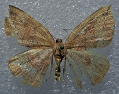 Apodrepanulatrix liberaria