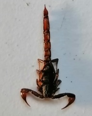 Thorellius cristimanus