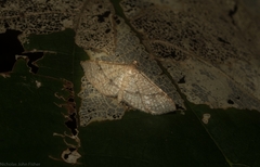 Addaea subtessellata