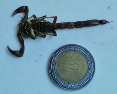 Thorellius cristimanus