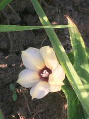 Hewittia malabarica