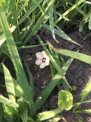Hewittia malabarica